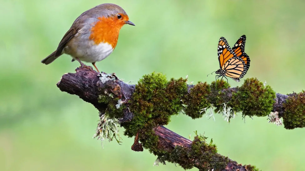 The Gorgeous Self-Seeding Flower That Is Highly Attractive To Birds ... How Does Exercise Impact Mental Health In Elderly People?