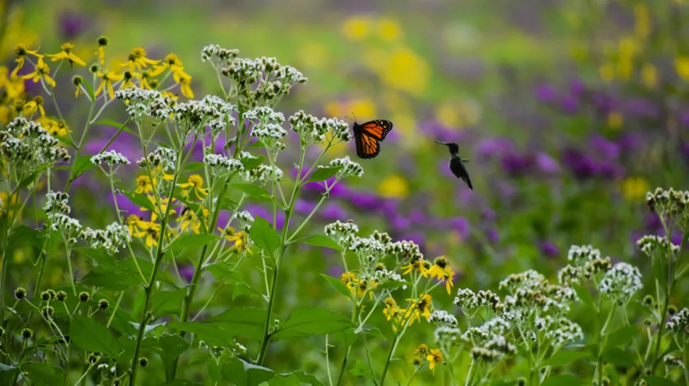 Plant These 15 Flowers By Your Birdbath For A Backyard Full Of Birds ... How Does Exercise Impact Mental Health In Elderly People?