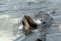 Free Images : seals, vertebrate, sea lions, pacific ocean, harbor seal ... What Are The Key Elements Of A Versatile Outfit