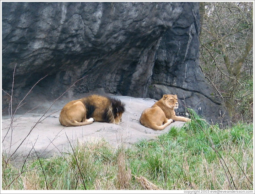 Woodland Park Zoo. Lions. (Photo ID 9037-seattle) What Are The Key Elements Of A Versatile Outfit